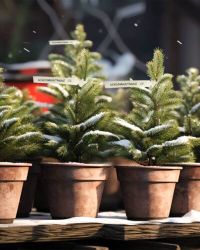 IM POLYMER Schlaufenetikett aus Biokunststoff am Tannenbaum.